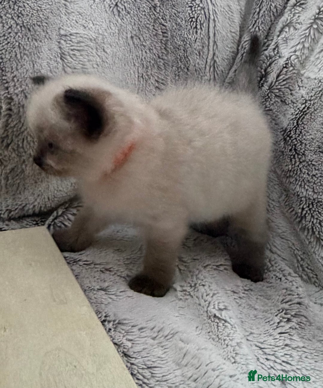 Ragdoll cats for sale: GCCF Exceptional Pedigree Ragdolls 🌸 - Advert 7