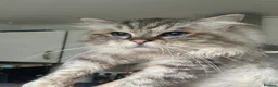 Ragdoll cats for sale: Blue Lynx Ragdoll kittens - Advert 15