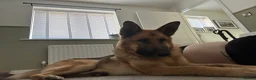 German Shepherd dogs for sale: Simba 8 year old German Shepard needs new home  in Scarborough - Advert 1