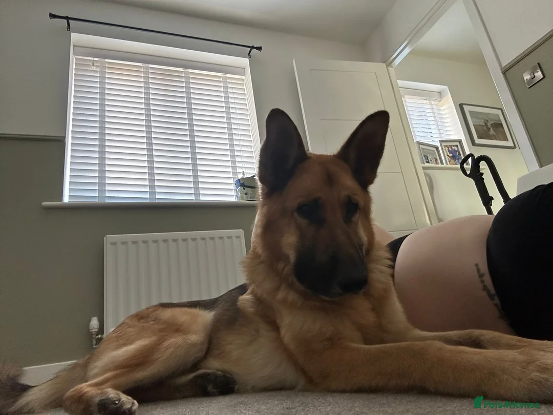 German Shepherd dogs for sale: Simba 8 year old German Shepard needs new home  in Scarborough - Advert 1