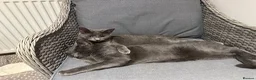 Russian Blue cats for sale: Gorgeous healthy loving kittens - Advert 15