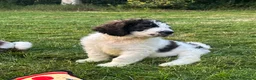 Saint Berdoodle dogs for sale: Premium St Berdoodle Puppies  - Advert 25