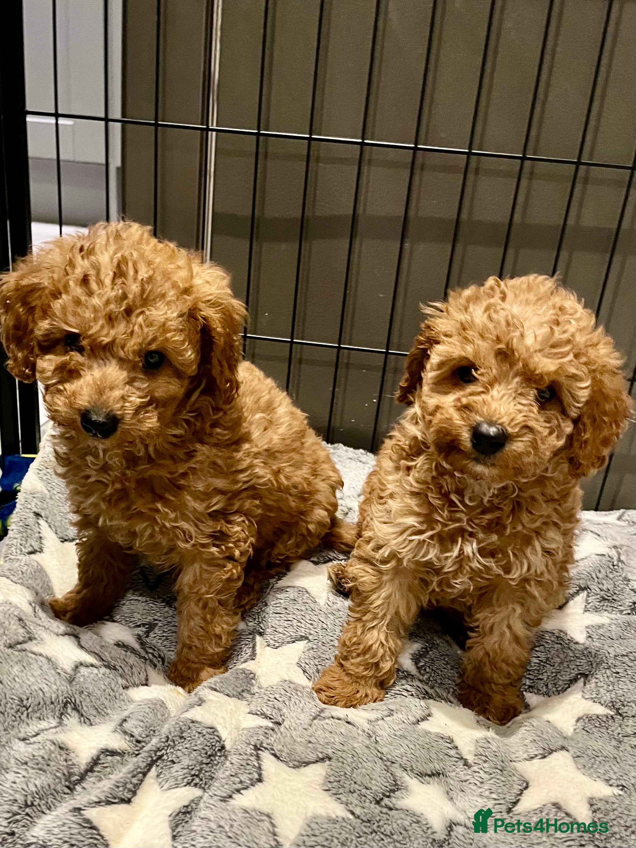 Miniature Poodle dogs Minature poodles (PRA Clear)ready now  - Advert 2