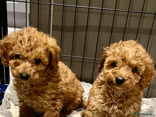 Miniature Poodle dogs Minature poodles (PRA Clear)ready now - Advert 2