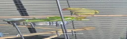 Ringnecks birds for sale: Pied Ringneck - Advert 3