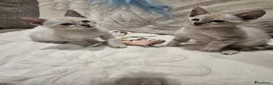 Bengal 2
