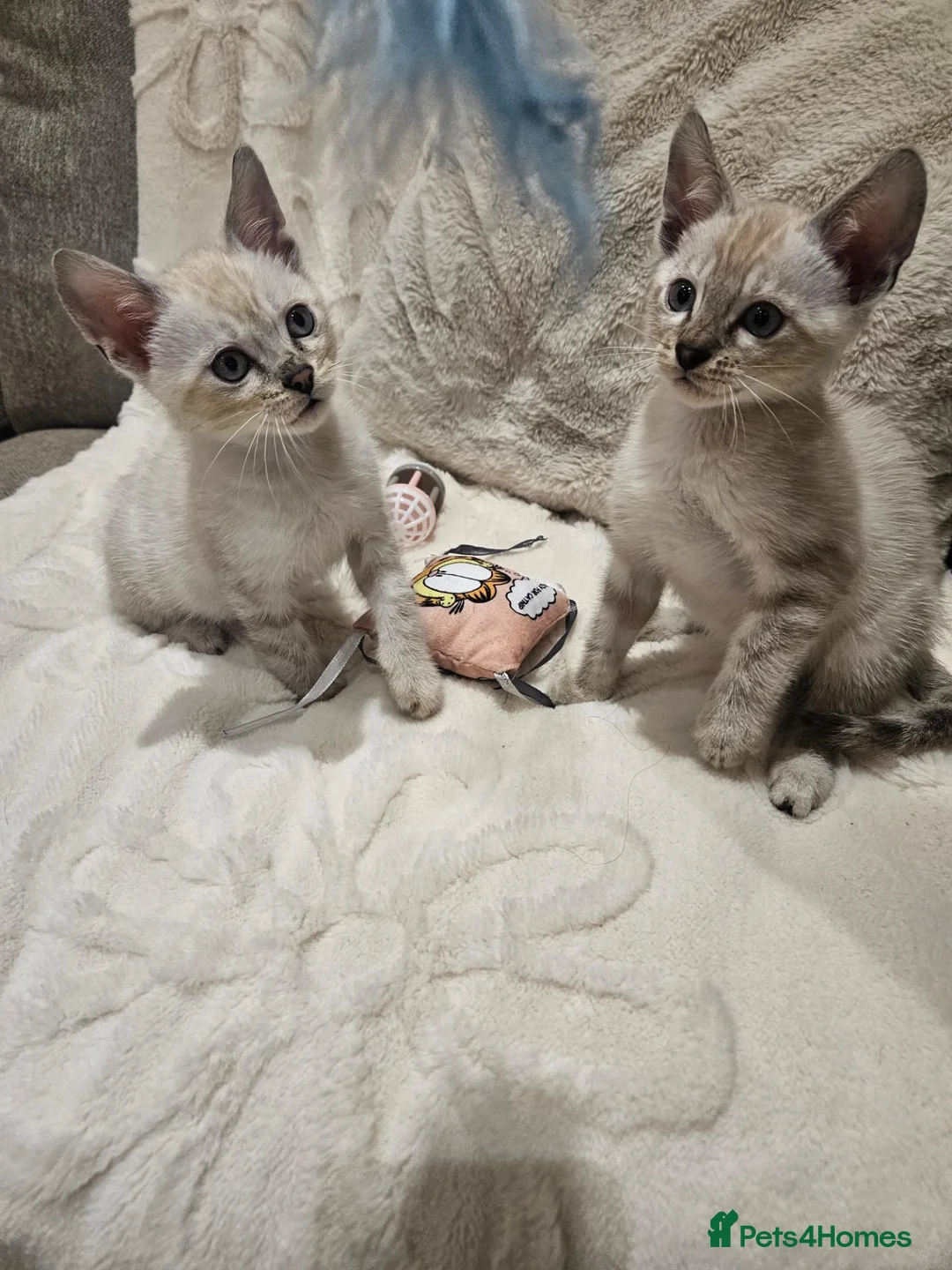 Bengal cats for sale: To male bengal s - Advert 2
