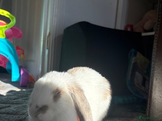 Mini Lop rabbits White lop mix - Advert 1