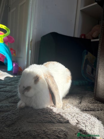 Mini Lop rabbits White lop mix - Advert 1