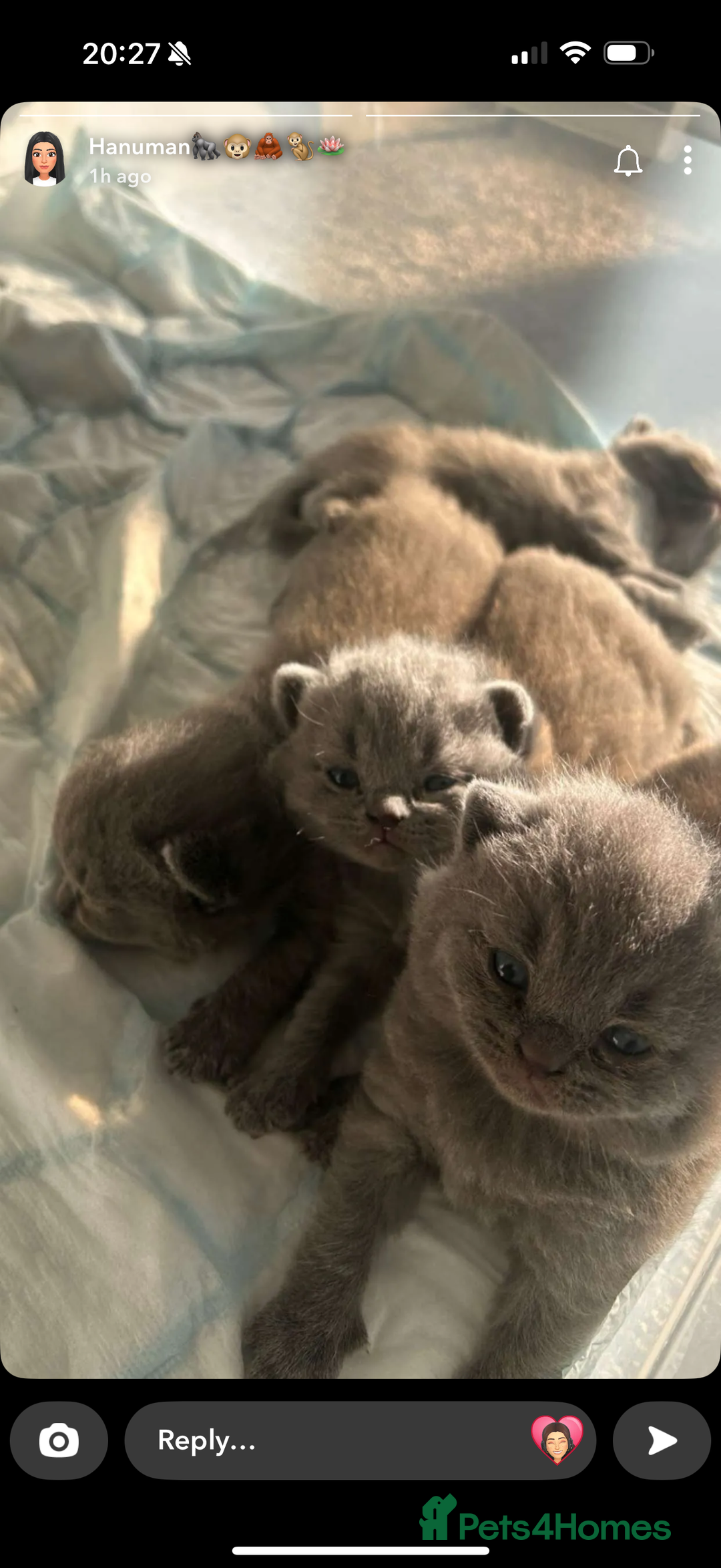 British Shorthair cats for sale: Beautiful Grey British Shorthair Kittens - Image 12
