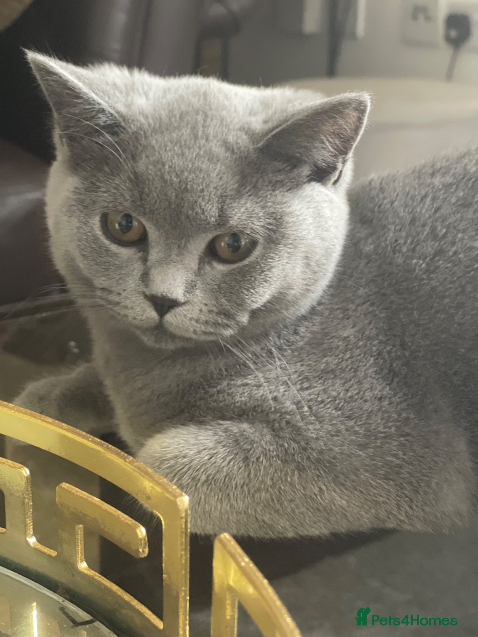 British Shorthair cats Blue British Shorthairs 2 Boys + 2 Girls - Advert 8