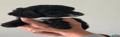 Cockapoo 5