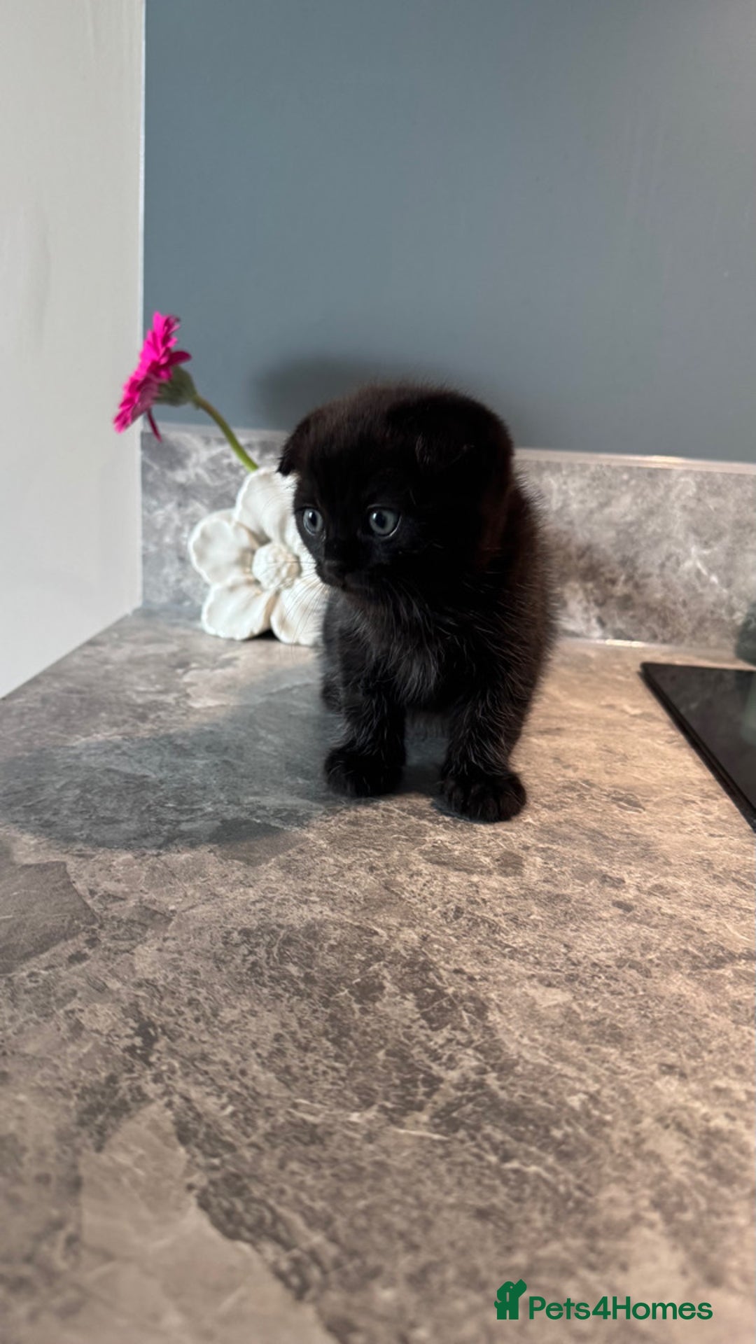 Scottish Fold cats for sale: Scottish fold short hair male  - Advert 6