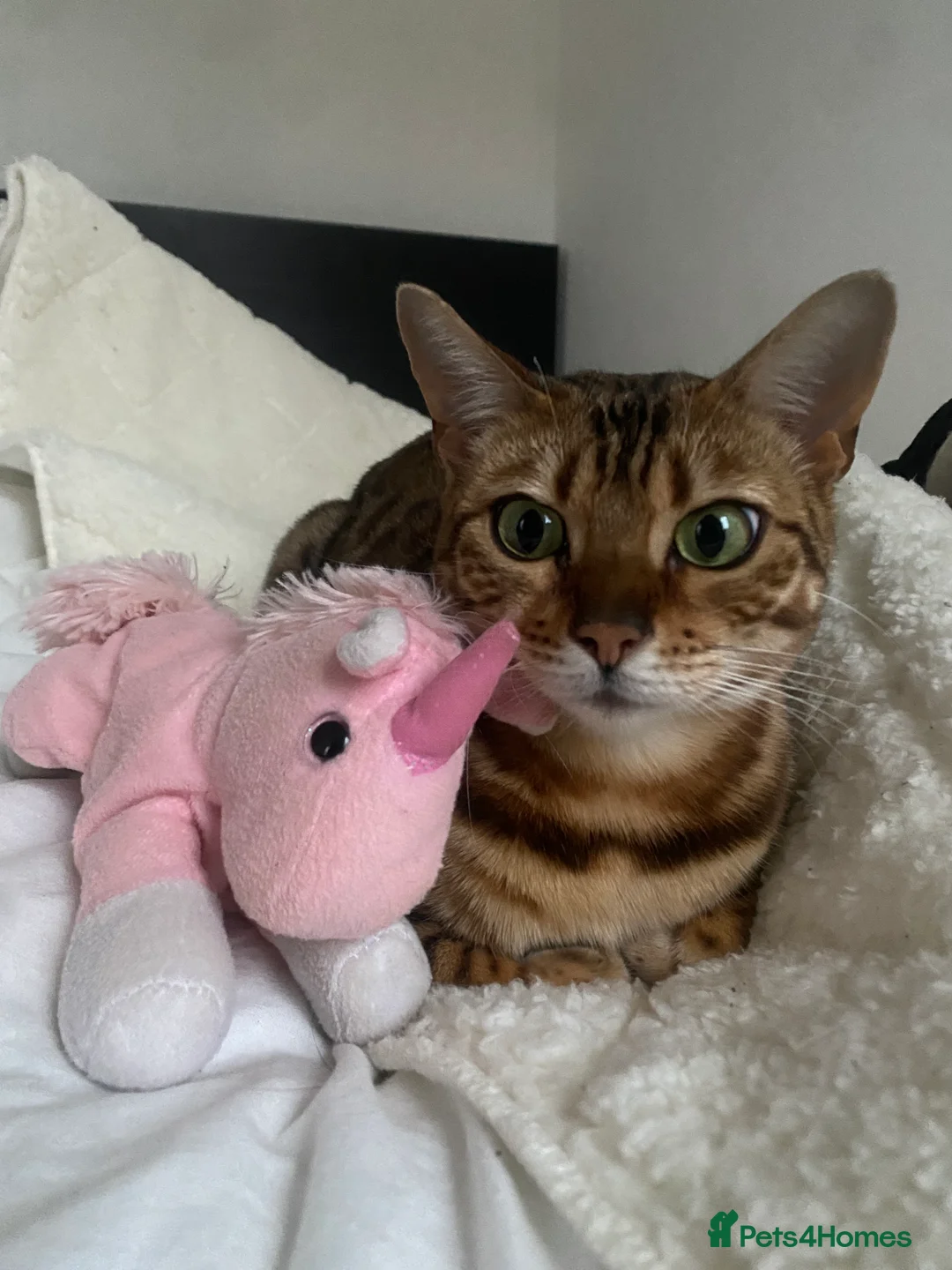 Bengal cats for sale: Sweet Bengal girl  - Advert 2