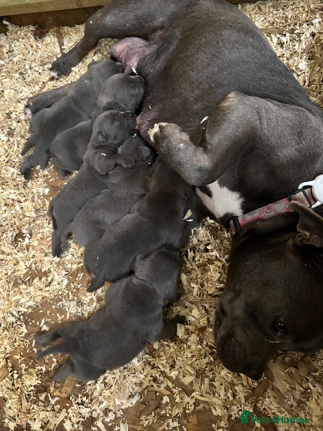 Staffordshire Bull Terrier dogs for sale: Blue Staffordshire bull terrier puppies  in Ilfracombe - Advert 2