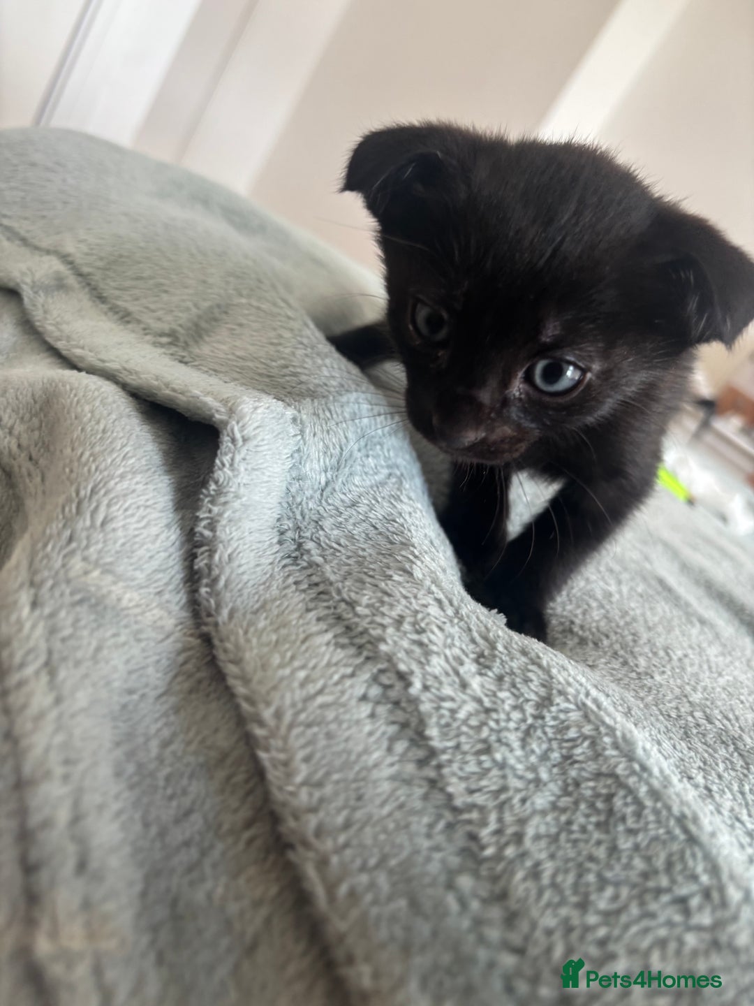 Scottish Fold cats for sale: Oriental shorthair x Scottish fold - Image 5