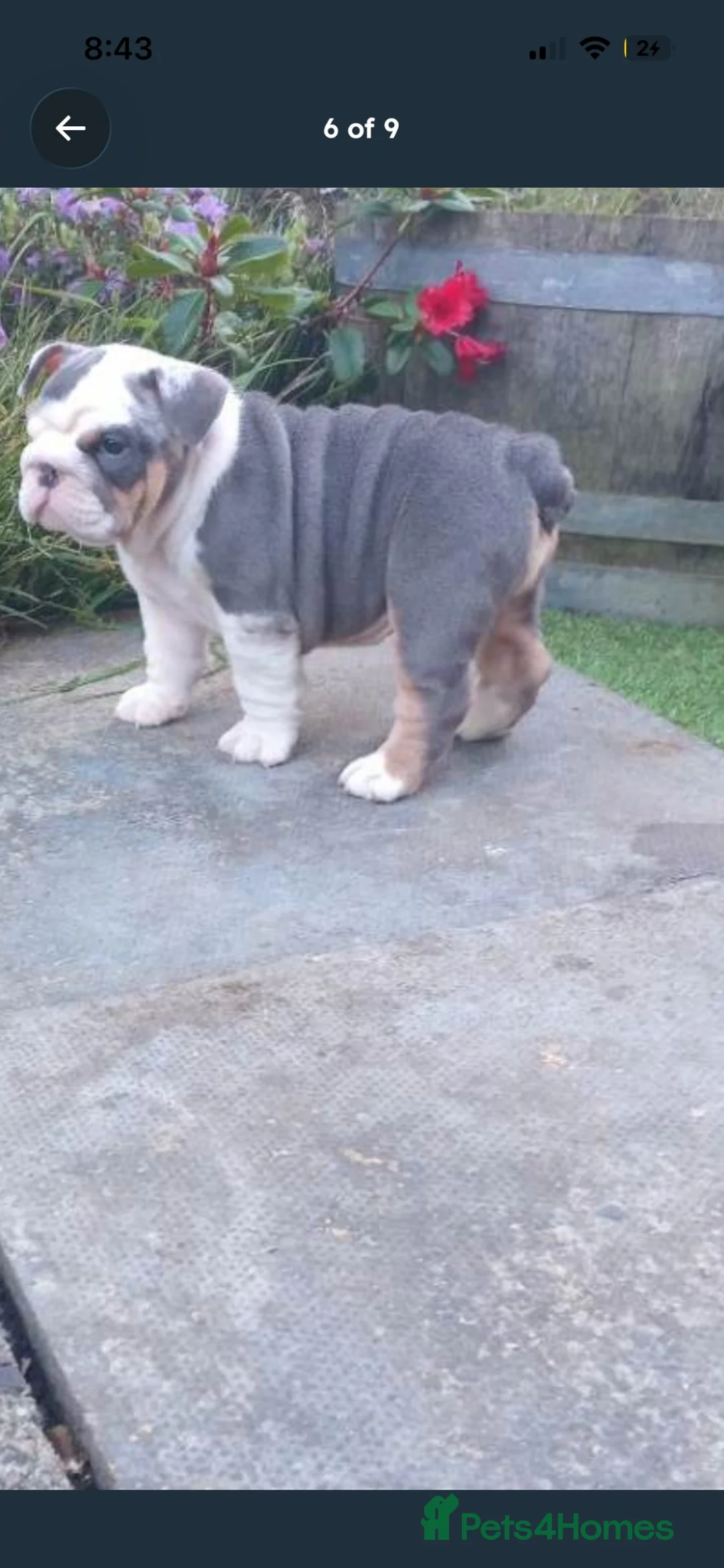 English Bulldog dogs for sale: English bulldog puppy  - Advert 13