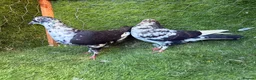 Pigeons birds for sale: Beautiful Vaccinated Pigeons – Quick Sale £20 - Advert 11