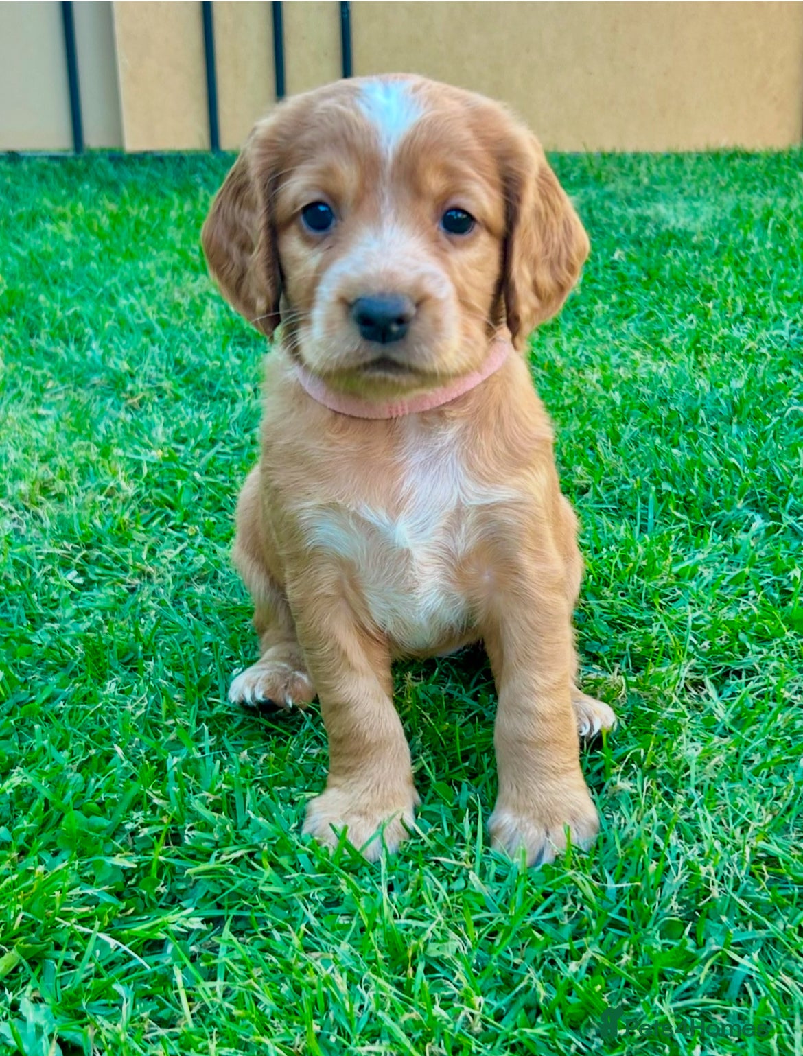 Cocker Spaniel dogs for sale: ✨Gorgeous Golden Working Cocker Girls Ready Soon!✨ - Advert 7