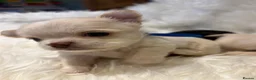 Chihuahua dogs for sale: 🐾 TINY KC registered Chihuahua puppies 🐾 - Advert 5
