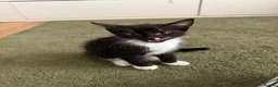Mixed Breed cats for sale: Kittens  - Advert 6