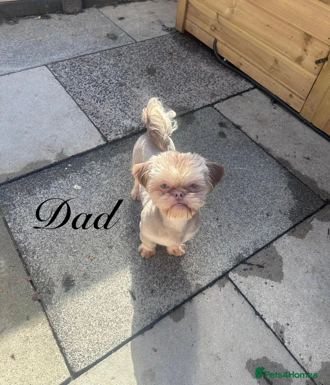 Shorkie dogs for sale: 7 adorable shorkie puppies ready to go soon in Leigh - Advert 7