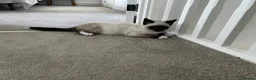Siamese cats for sale: Siamese Blue Point in Gloucester - Advert 6