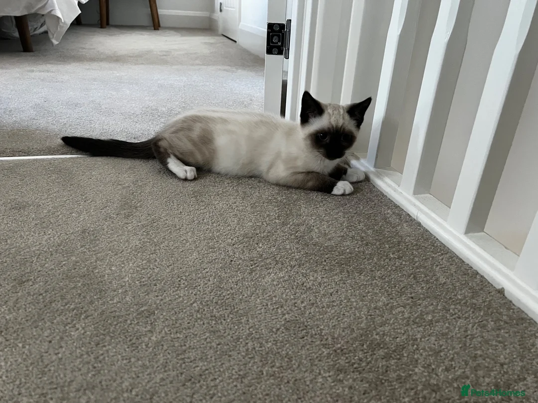 Siamese cats for sale: Siamese Blue Point in Gloucester - Advert 6