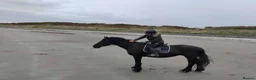 Irish Draught horses for sale: Beautiful Zahia - Advert 2
