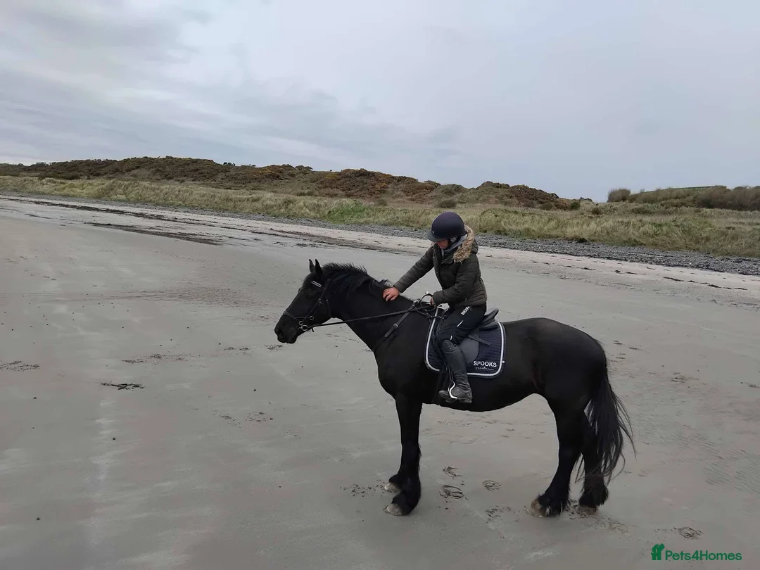 Irish Draught horses for sale: Beautiful Zahia - Advert 2