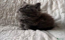 Maine Coon cats for sale: GORGEOUS MAINE COON KITTENS - Image 19