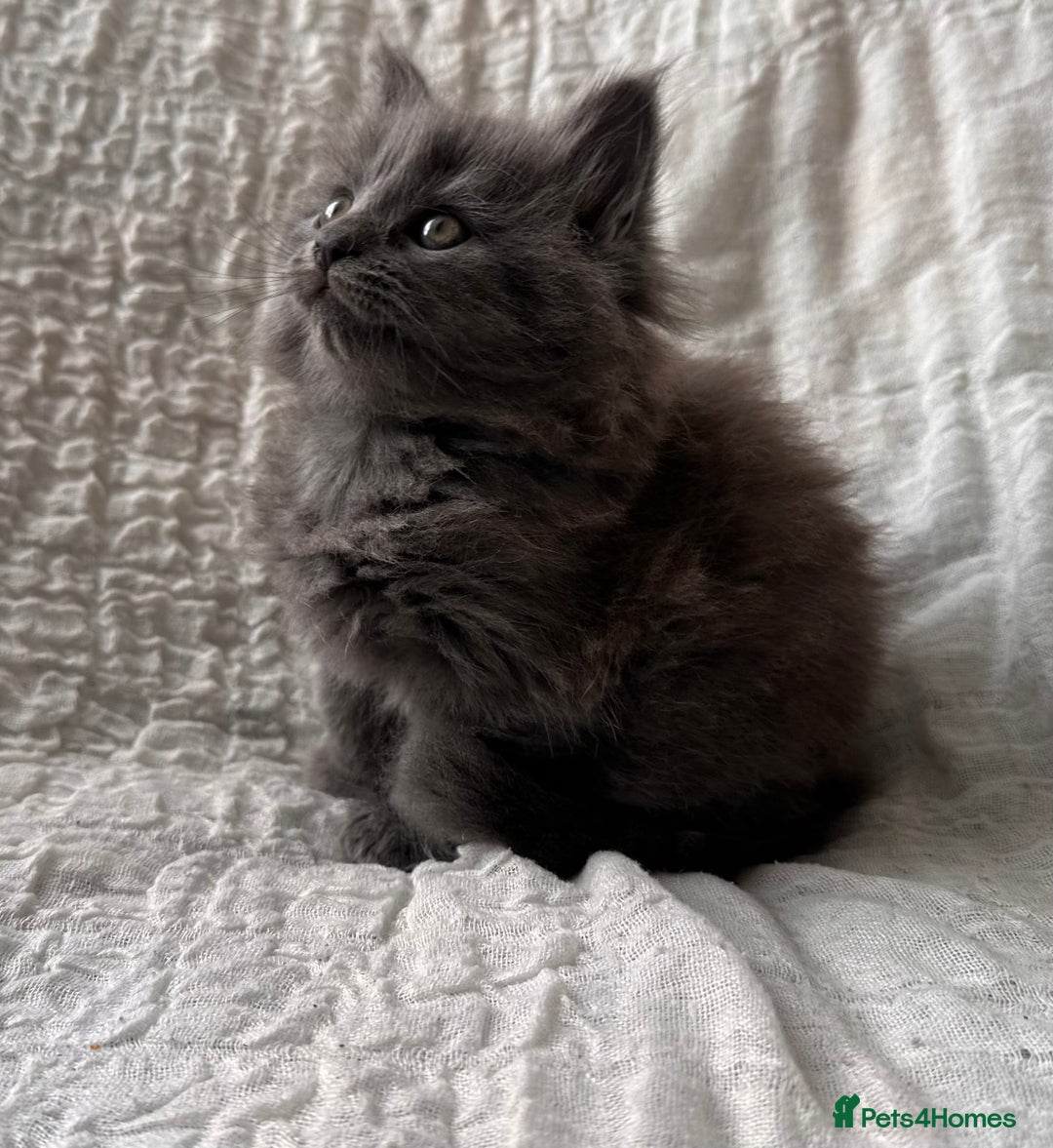 Maine Coon cats for sale: GORGEOUS MAINE COON KITTENS - Image 19