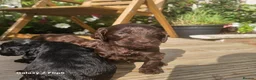 Sproodle dogs for sale: Stunning Sproodles puppys for sale in Maybole - Advert 4