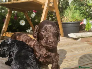 Sproodle dogs Stunning Sproodles puppys for sale - Advert 8