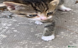 Mixed Breed cats for sale: 3 Kittens & Mother for Sale - Image 8