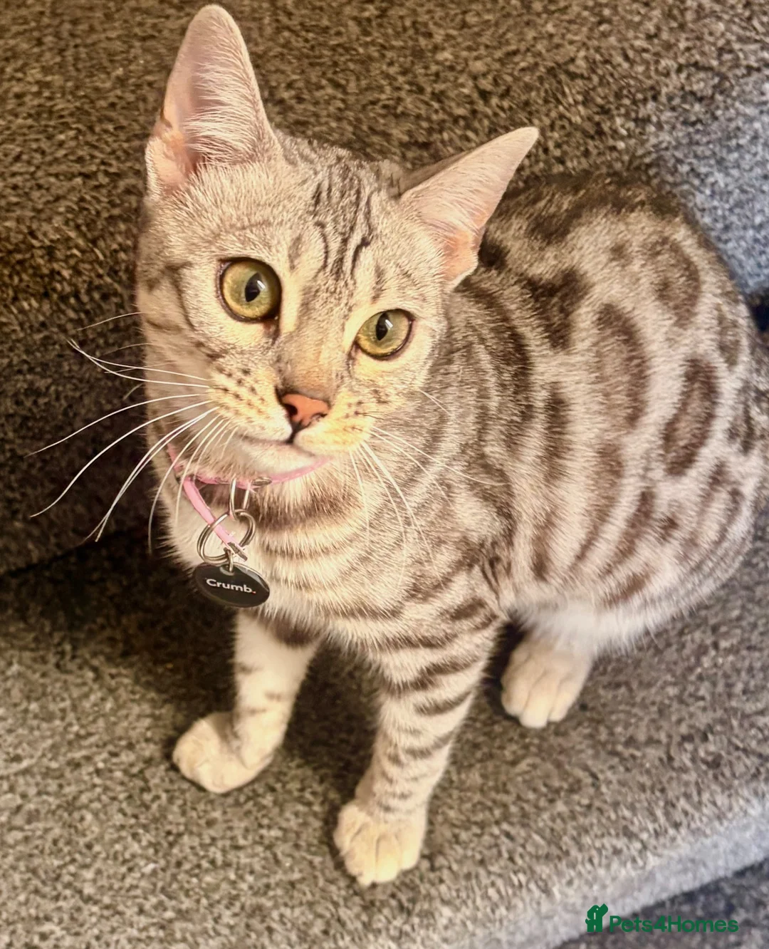 Bengal cats for sale: Beautiful Female Bengal - Advert 2