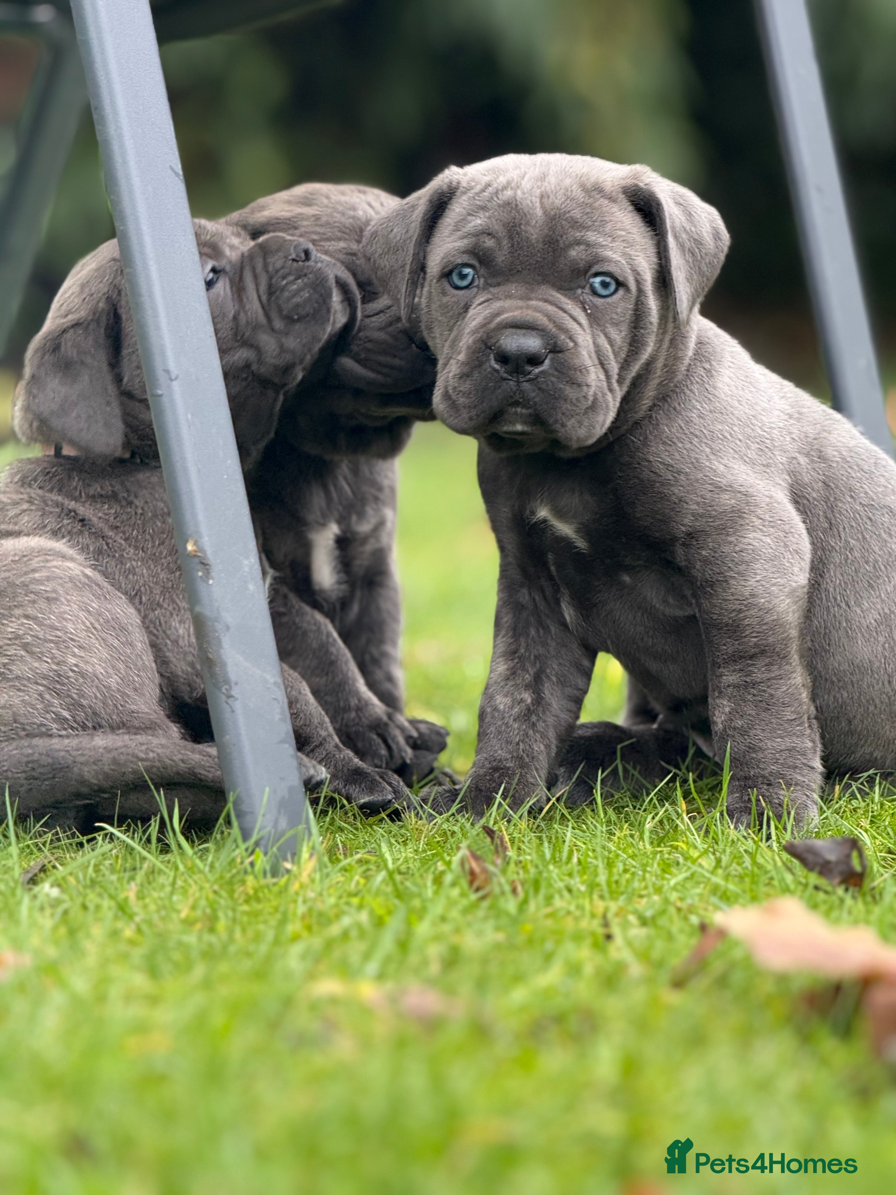 Cane Corso dogs Cane corso puppy’s  - Advert 4