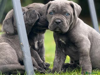 Cane Corso dogs Cane corso puppy’s - Advert 5
