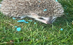 Pygmy Hedgehog rodents for sale: Male Pygmy hedgehog and all accessories  - Image 1