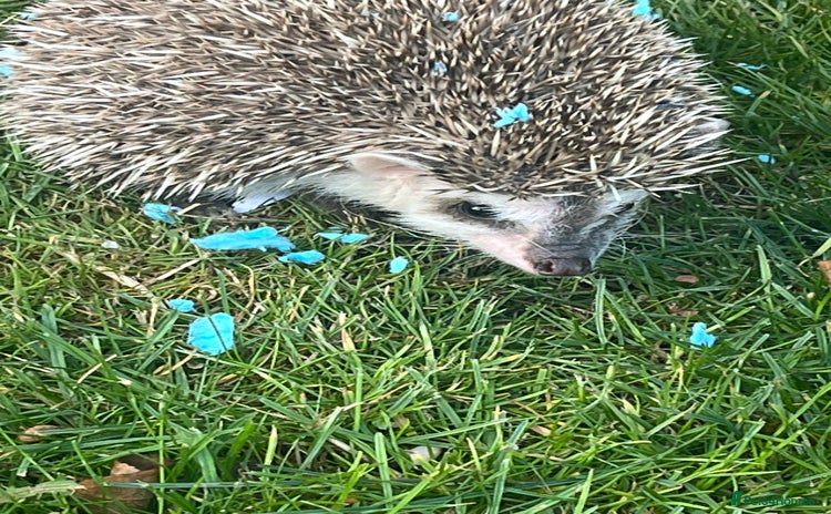 Pygmy Hedgehog rodents - Advert 1
