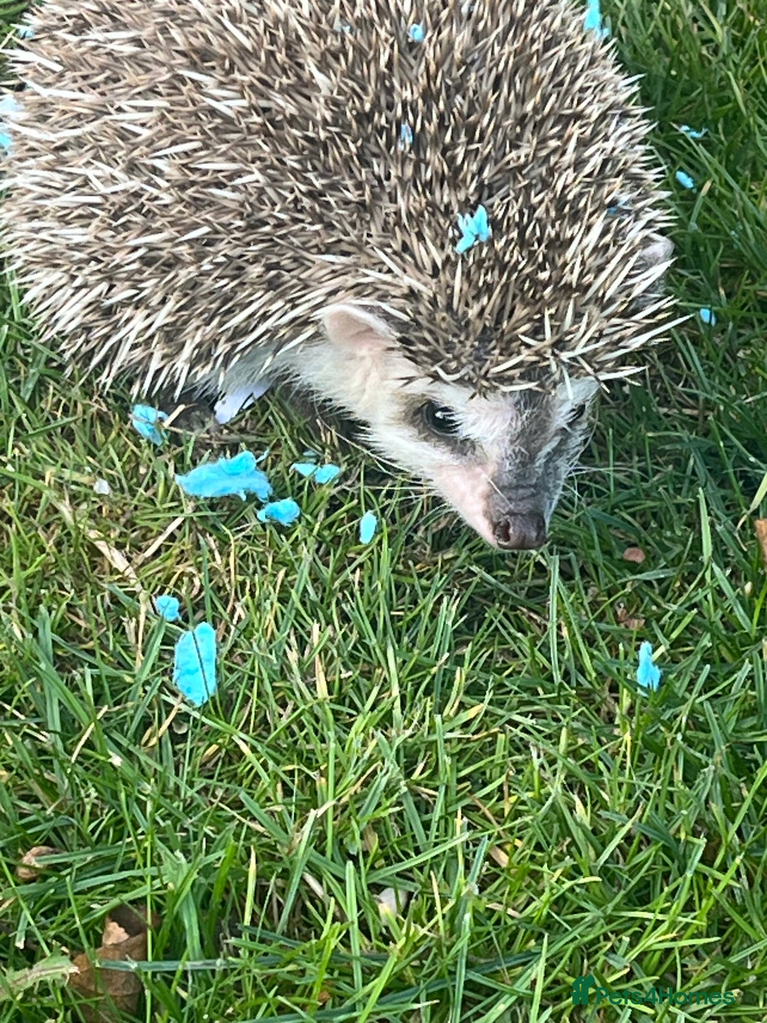 Pygmy Hedgehog rodents for sale: Male Pygmy hedgehog and all accessories  - Image 1