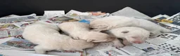 German Shepherd dogs for sale: Stunning kcreg white and blue German shepherd pups - Advert 14