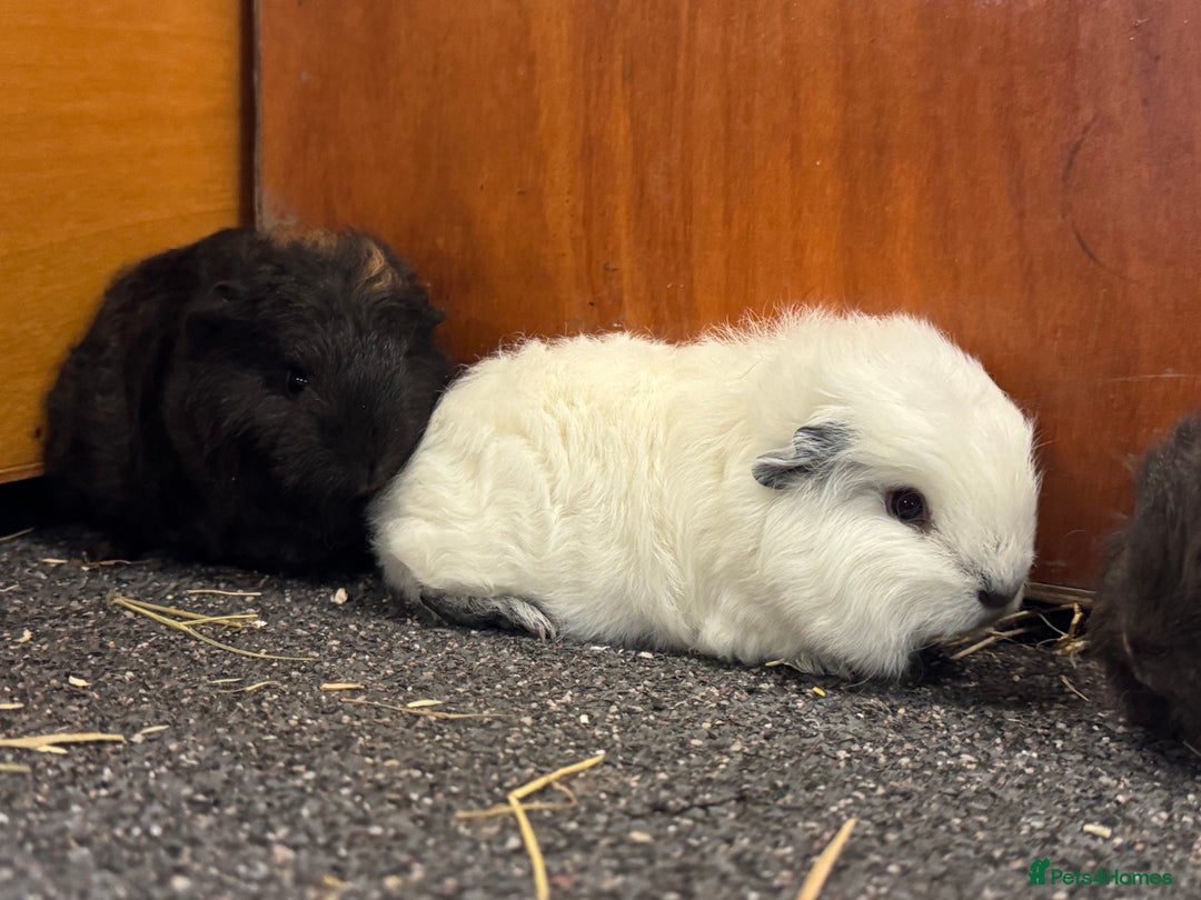Guinea Pig rodents for sale: Pure Bred Swiss Guinea Pig Boars - Image 7