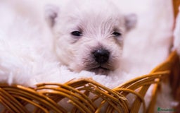 West Highland Terrier dogs for sale: Ready to leave now fully vaccinated 💕 - Image 13