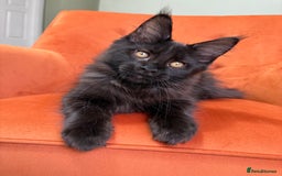 Maine Coon cats for sale: ✨Maine Coon Kittens Available - Champion Pedigree✨ - Image 21