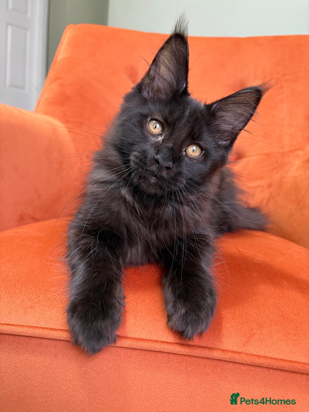 Maine Coon cats for sale: ✨Maine Coon Kittens Available - Champion Pedigree✨ - Image 21
