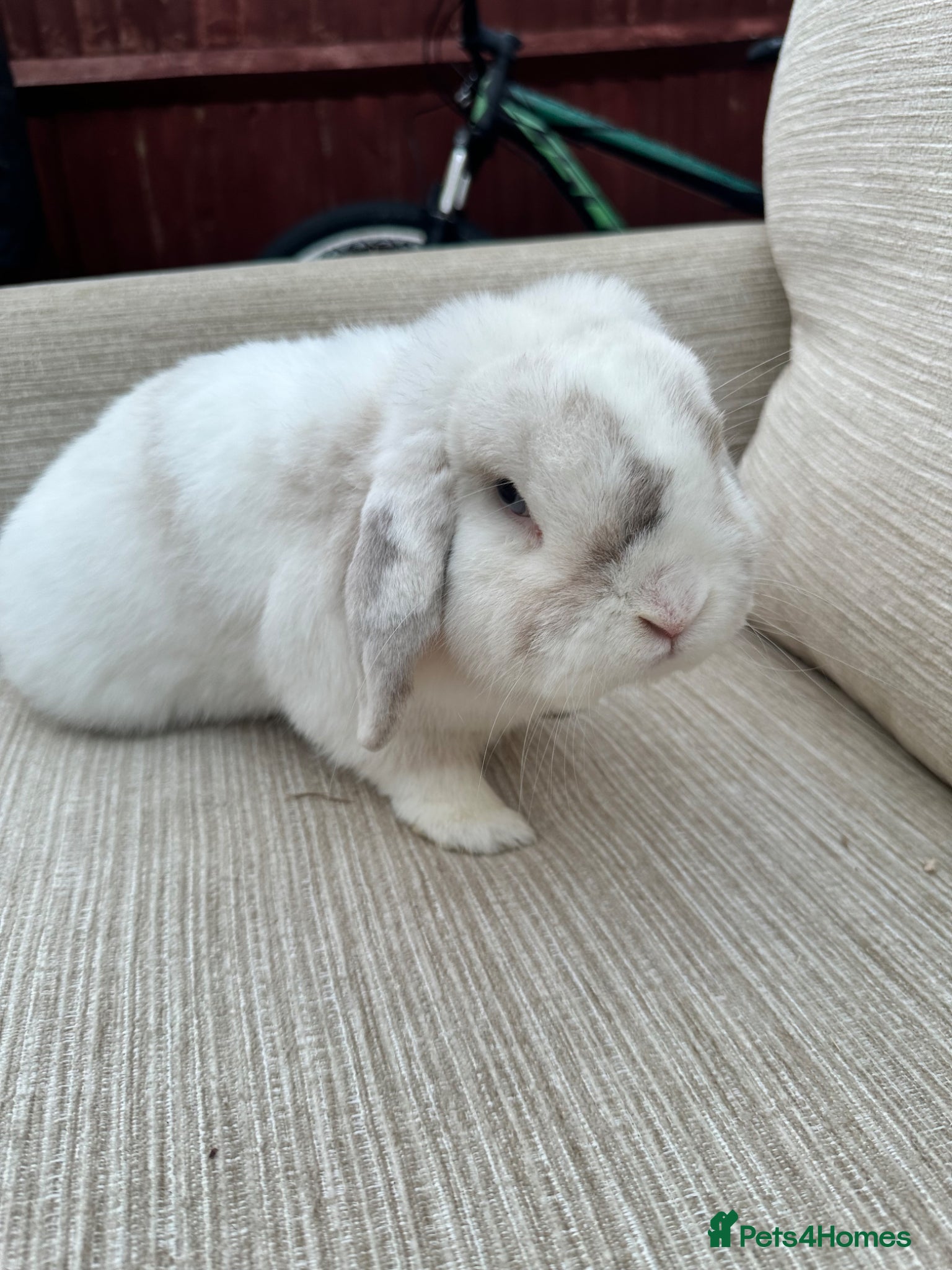 Mini Lop rabbits 2 rabbits for sale - Advert 7