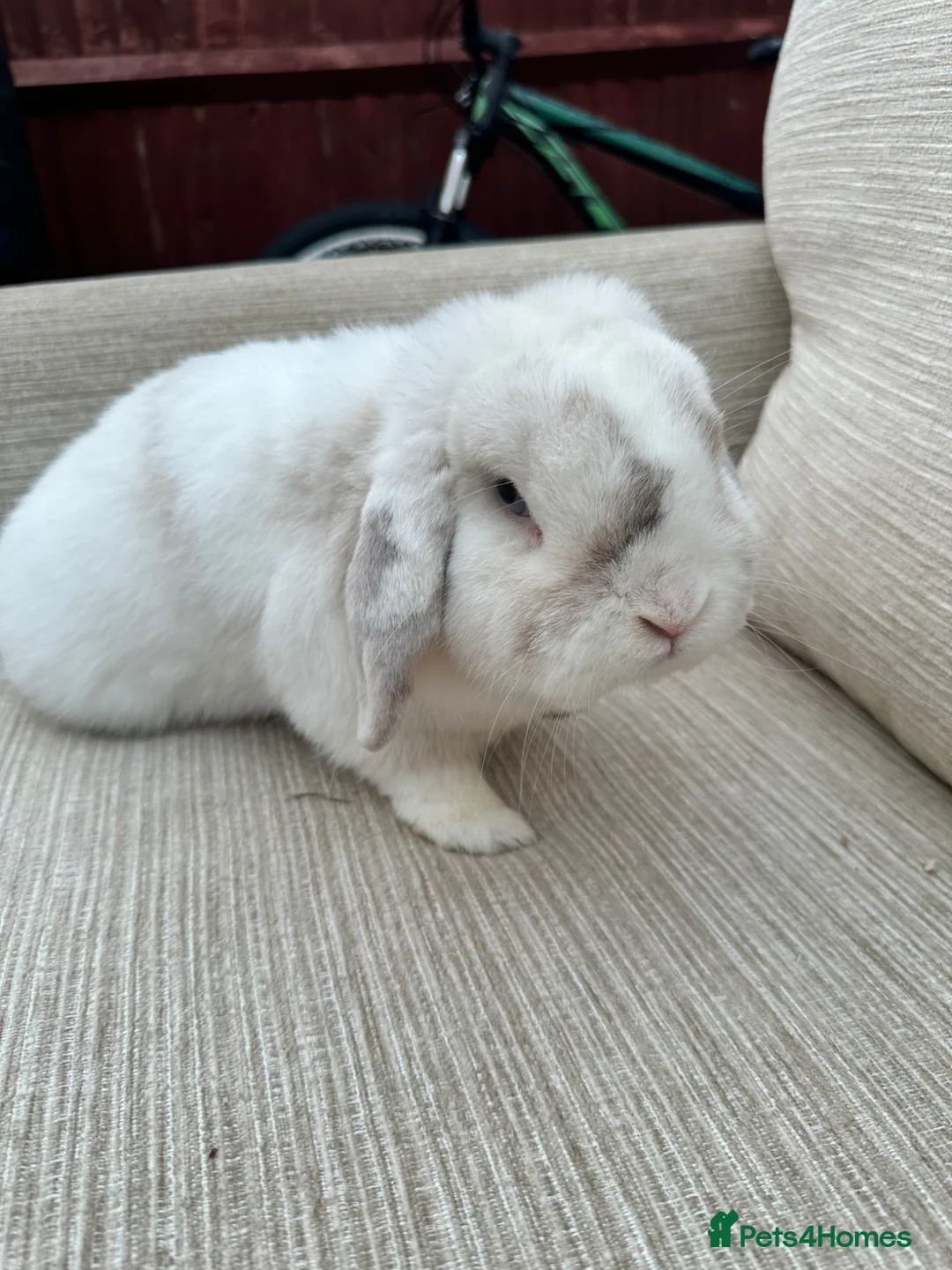 Mini Lop rabbits for sale: 2 rabbits for sale - Advert 1