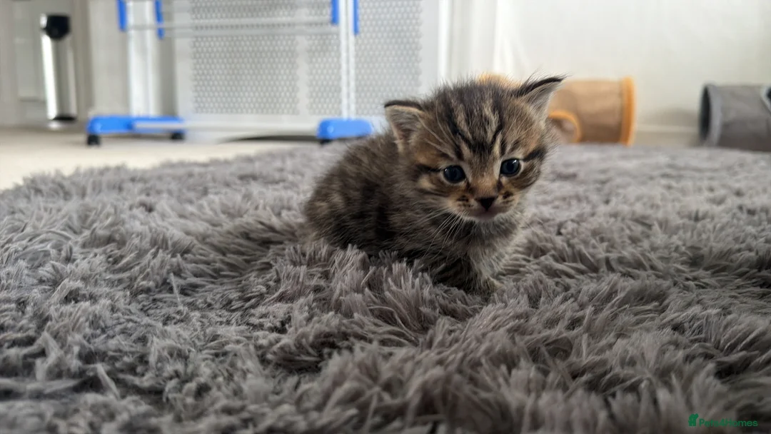 British Shorthair cats for sale: Blue British short haired cross tabby’s  in Willenhall - Advert 2