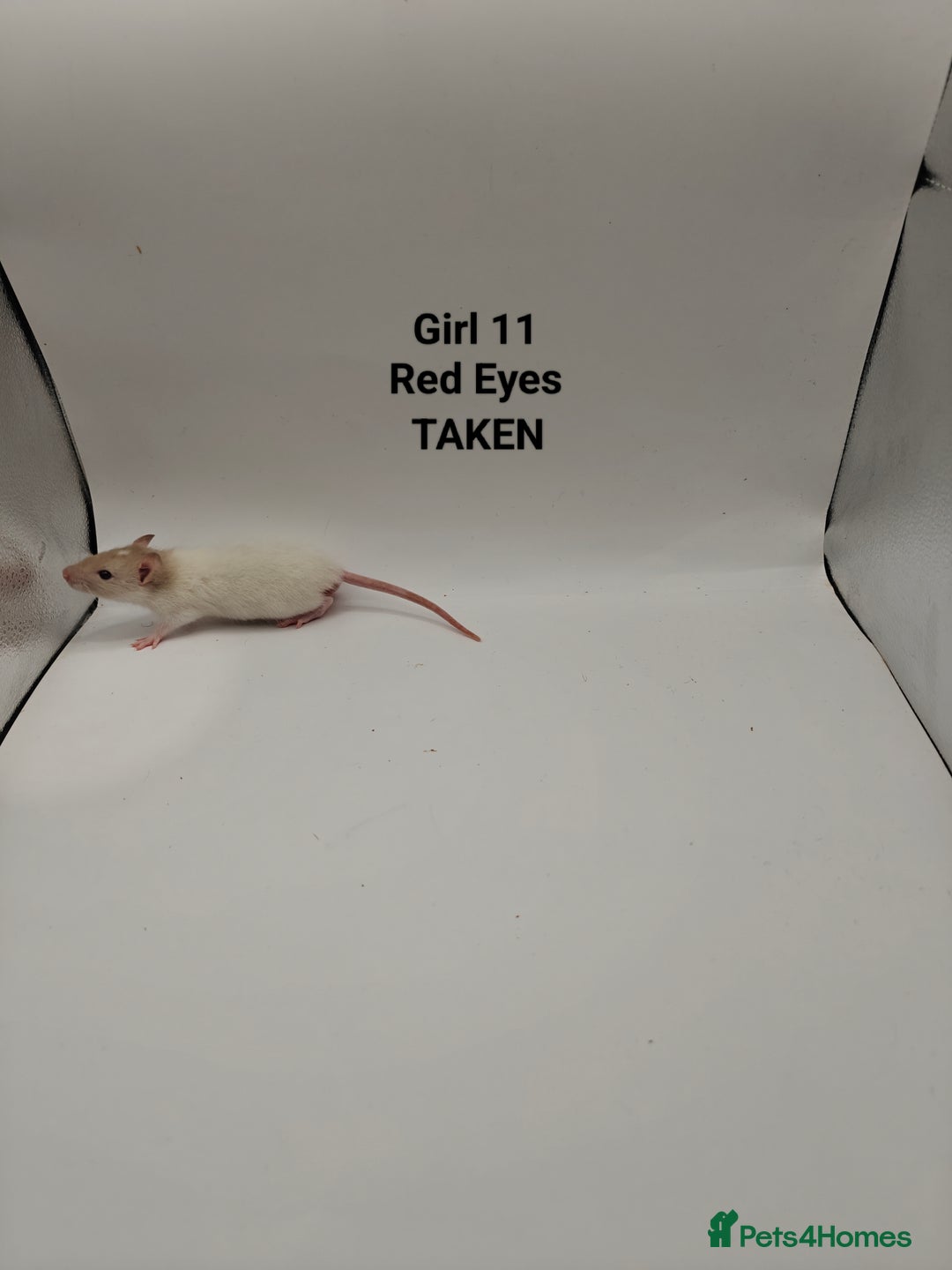 Rat rodents for sale: NOV: 18 Rats (8 Rats: 3 Boy & 5 Girls Left) - Advert 17